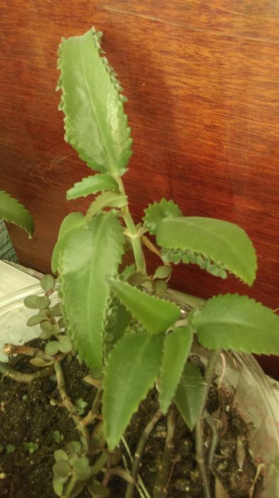 Каланхое-очень полезное растение!