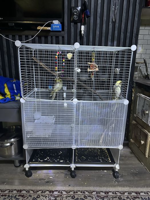 Попугаи корелла