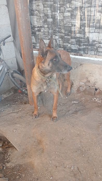 Бельгийская овчарка сатылады