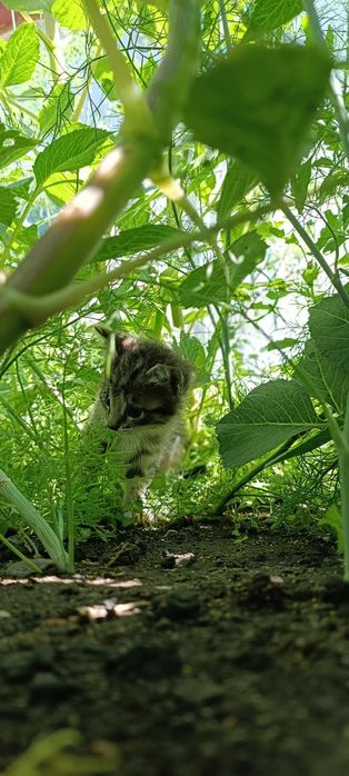 Отдам котят в хорошие руки