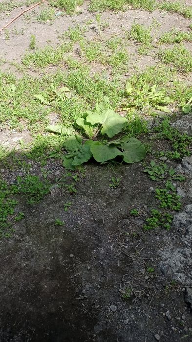 Продам дом в Михайловке