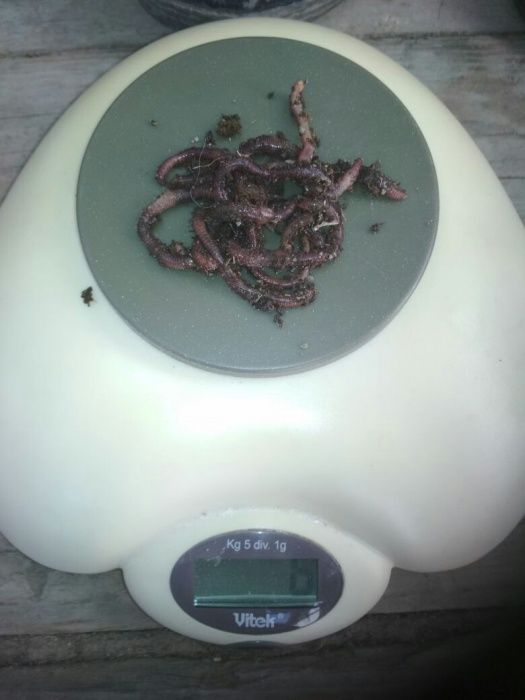 Черви технологические Старатель