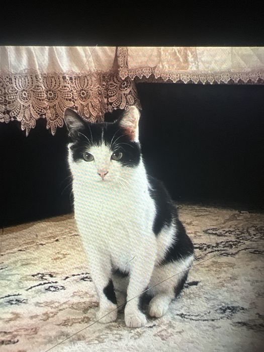 Отдим даром кота