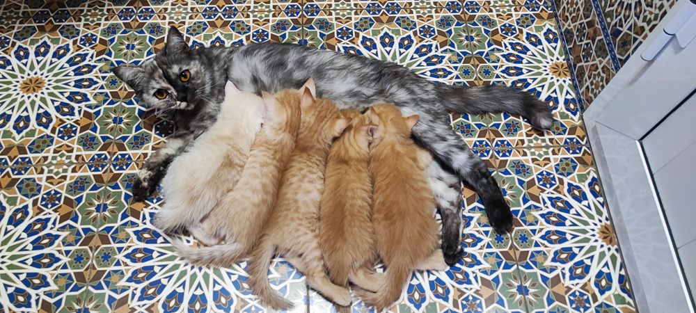 Shinshilla zotli mushukchalar sotiladi 200