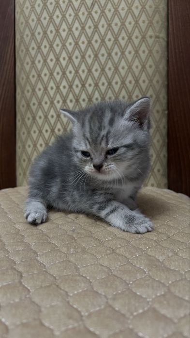 Продам СРОЧНО котят