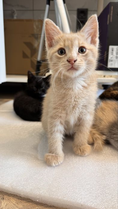 Котята 2 мес ищут дом