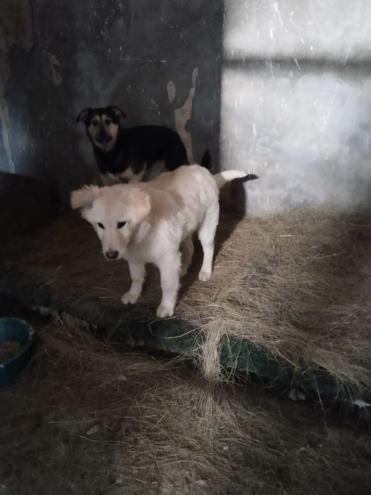 Ищем дом для собак