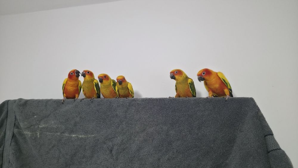 Papagali SunConure pui