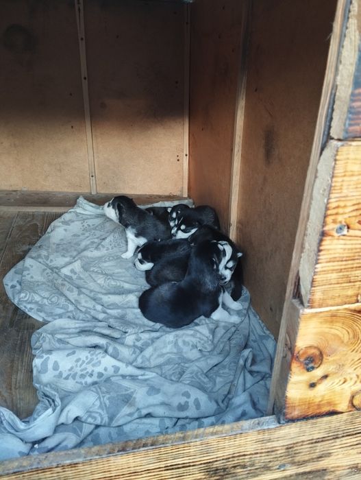 Продам щенков ХАСКИ.