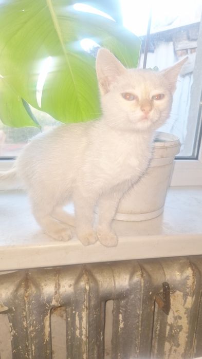 Отдам даром двоих котят