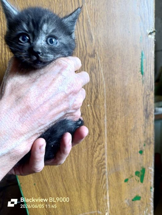 котята красивые  в добрые руки