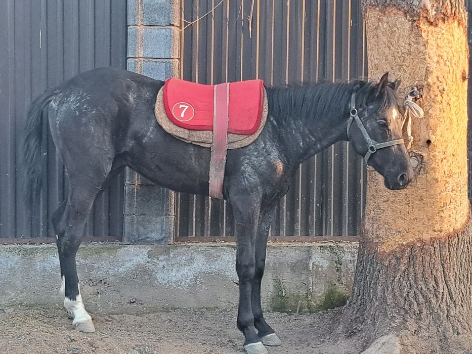 Продам  Кунан Ангыл Тай