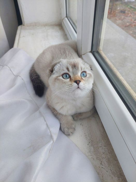 Очаровательный котёнок в добрые руки!
Очаровательный