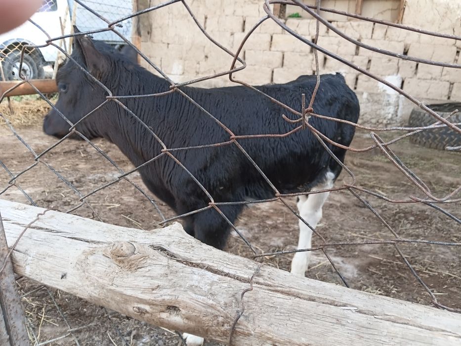 Бұзаулы сиыр сатылады