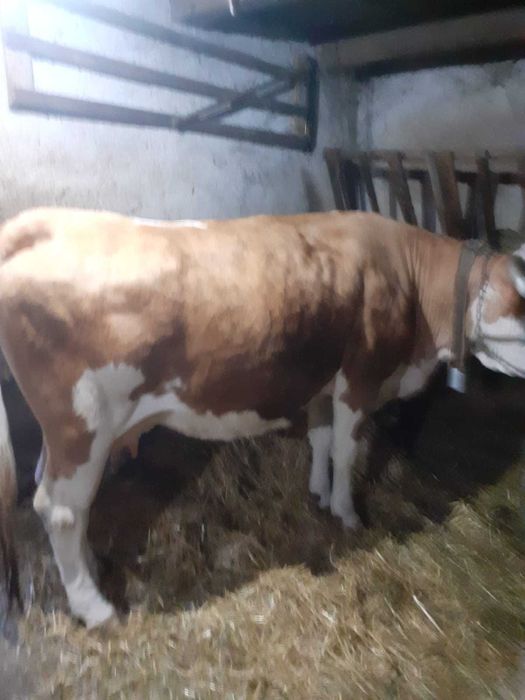 Vaca Baltata de vanzare