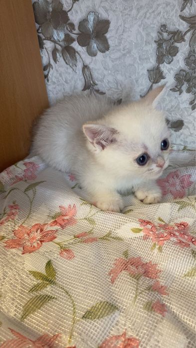 Котятки сладкие