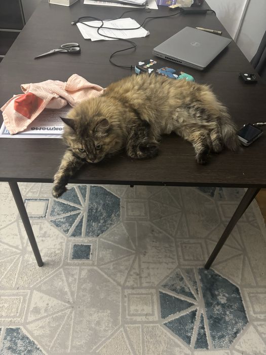 Отдам кошку в хорошие руки