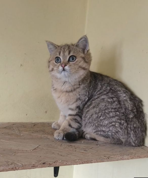 British golden taby ochii verzi 4,5 luni  de la crescător -felisa