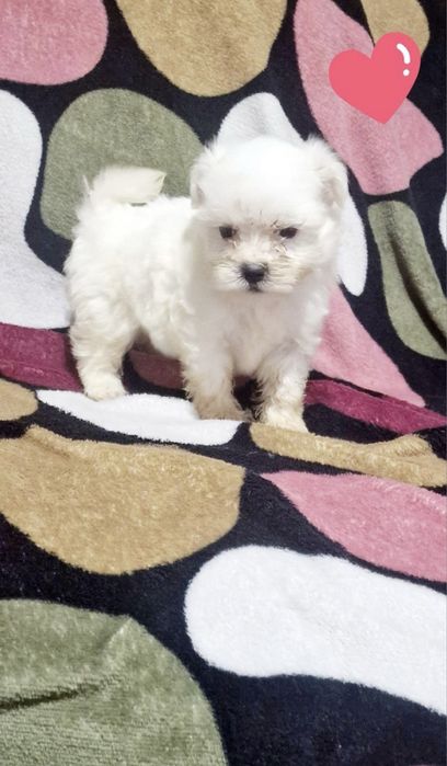 Mascul bichon maltez miny toy