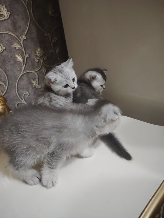 серебристая шиншилла 45 кунлик тоза зот