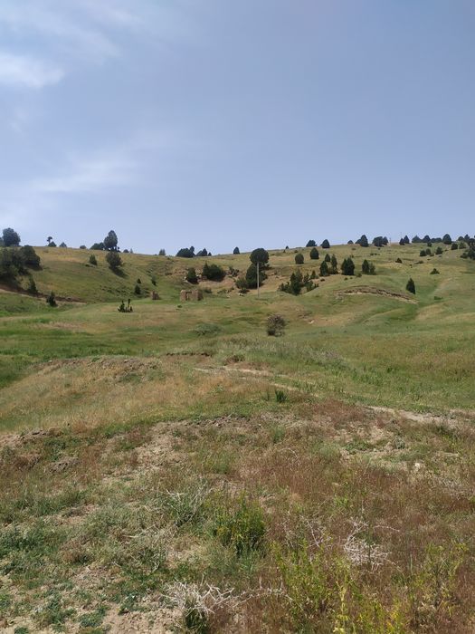 Omonat quy mollarga qaraymiz