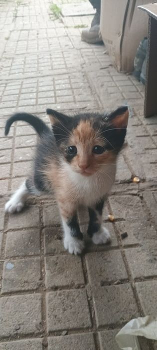 Подарявам котета