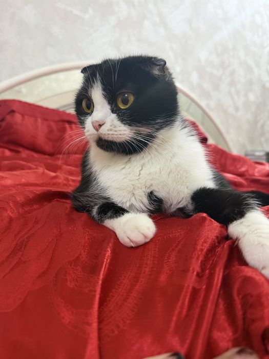 Продаётся кошка. 1,5 годика