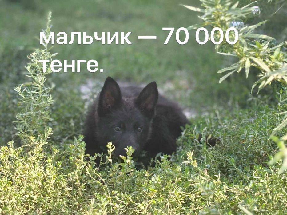 Немецкая овчарка