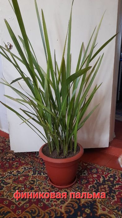 Цветы  комнатные