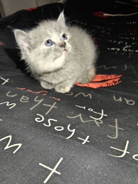 Очаровательный котенок