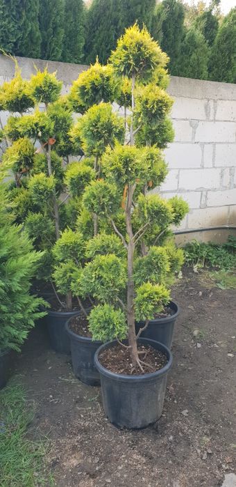 Vindem tuia si spirală pon pon calitate extra