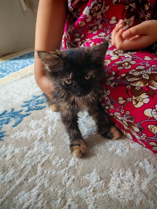 Мысық тегін берем