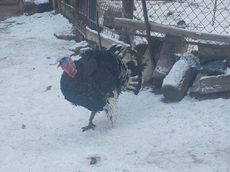 Күркетауық жас  сатылады