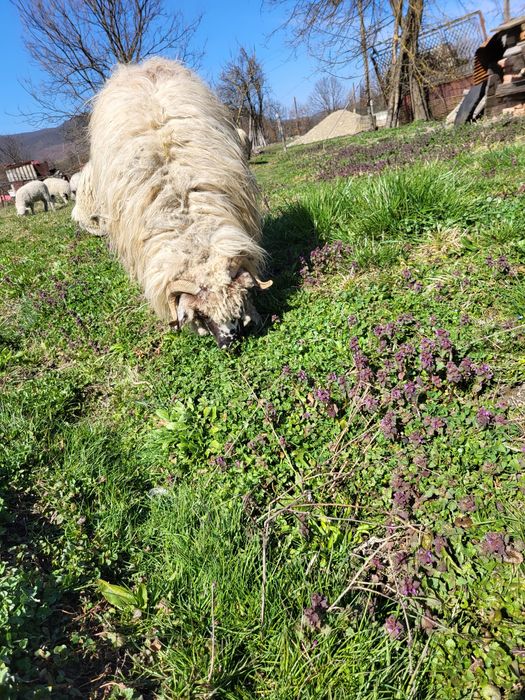 Van mioara cu mieluta