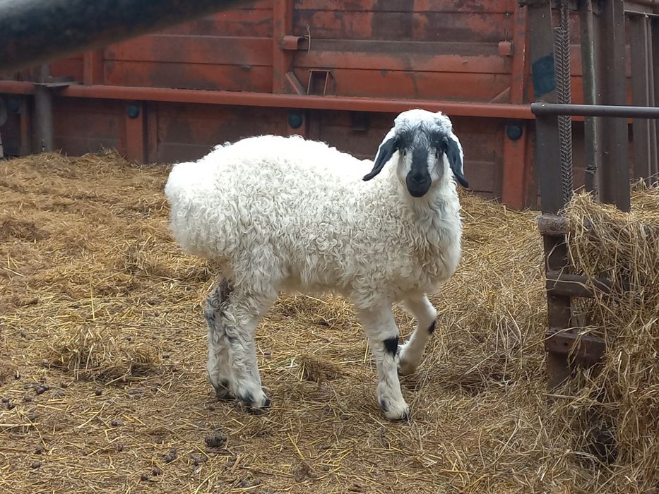 Продам  Эдильбаевскую  овцу.