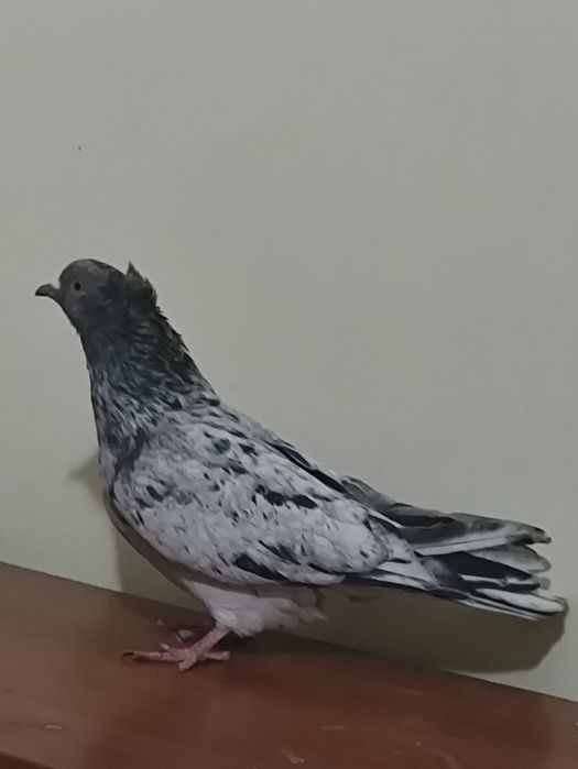 Срочно продам голубей. Кептер сатам.