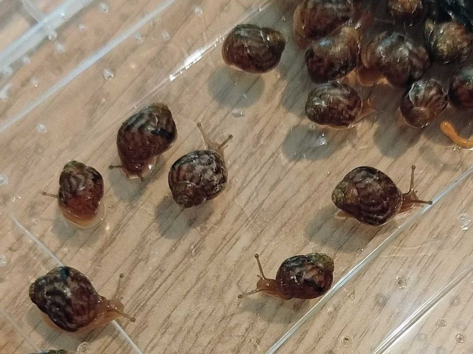 Melci africani pui