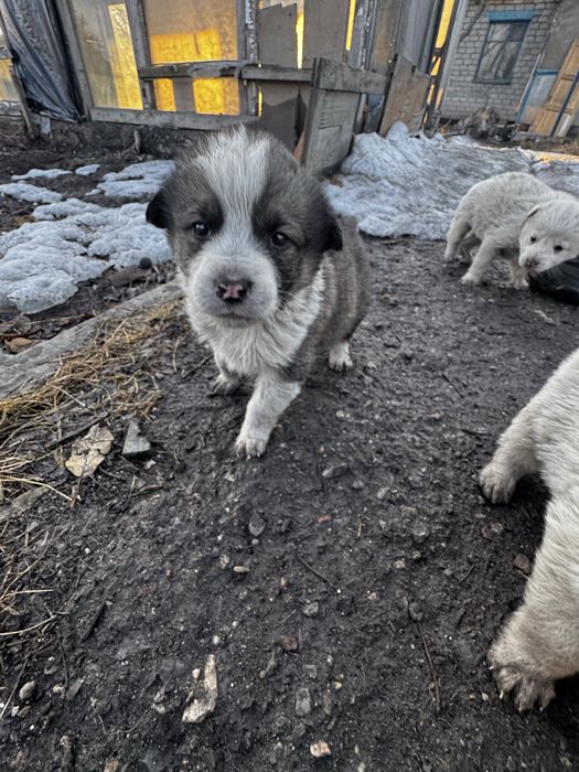 Отдам даром щенков