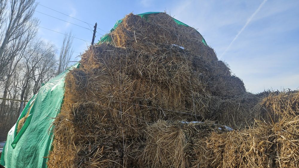 Продам сено люцерню в тюках