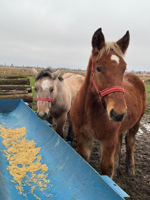 Vând mânz comtois (sarg) si manza muceda din armasar unguresc