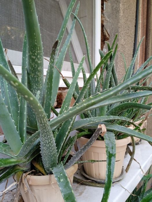 Алоэ вера лечебный