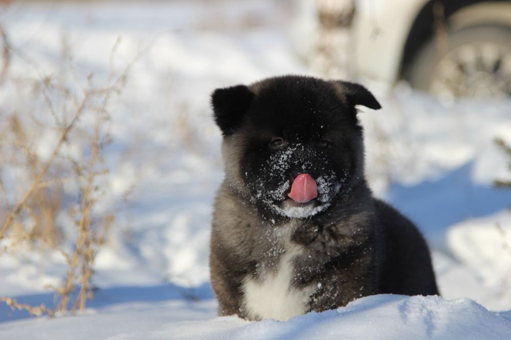 Американская Акита