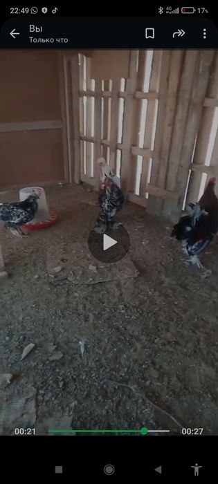 Японский тауык кораздар