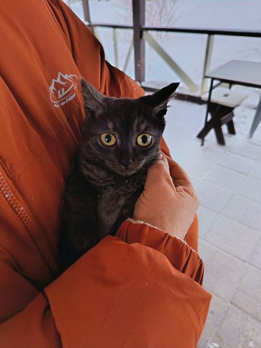 Котята  ищут  дом