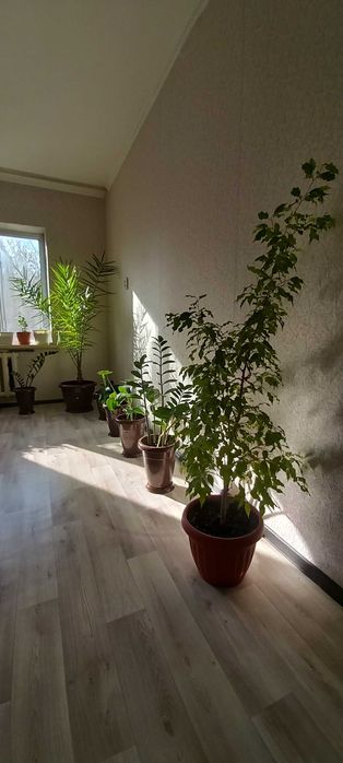 Пальма  финик 15 летний