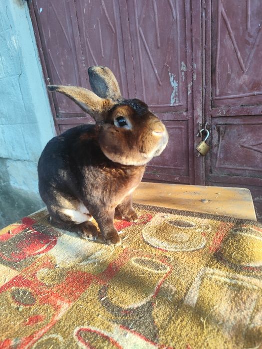 Rex Albastru și Rex Castor