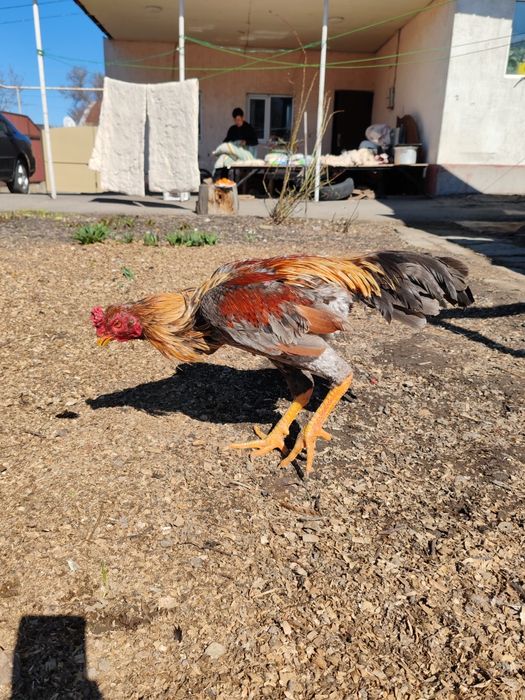 Дакан Июньский петух