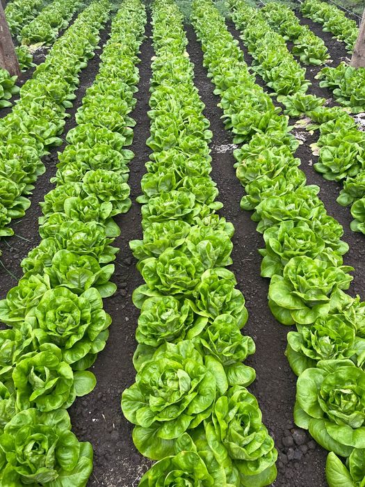 Salată verde de vanzare