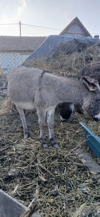 Măgărita tanara gestanta