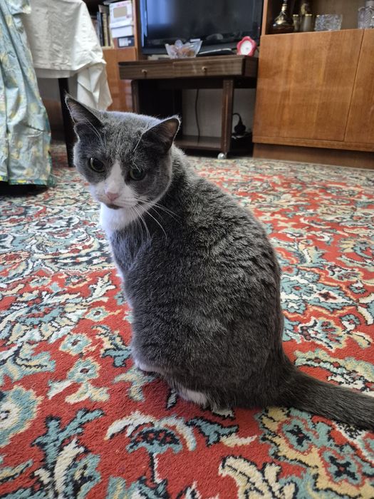 Отдам кошку в хорошие руки